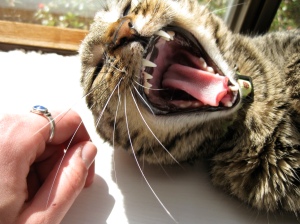 Olive yawning